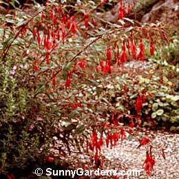 Fuchsia magellanica, Hummingbird Fuchsia, Hardy Fuchsia