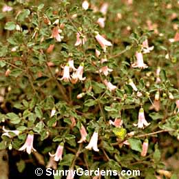 Correa pulchella, Australian Fuchsia