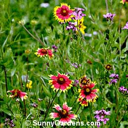 Gaillardia aristata, Blanket Flower
