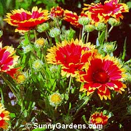 Gaillardia aristata, Blanket Flower, Kobold