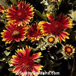 Gaillardia grandiflora, Blanket Flower, Baby Cole