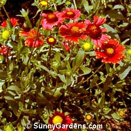 Gaillardia x grandiflora