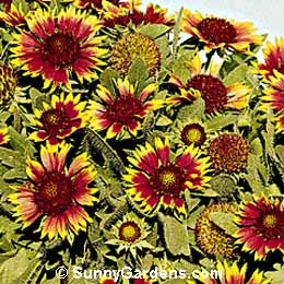 Gaillardia x grandiflora, Yellow & Red Gaillardia