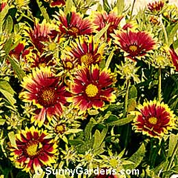 Gaillardia x grandiflora, Dwarf Red Gaillardia