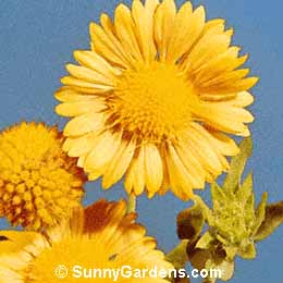 Gaillardia x grandiflora, Blanket Flower