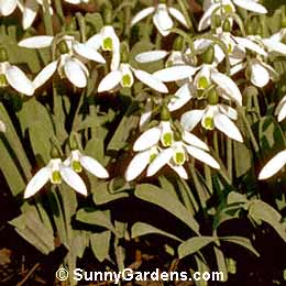 Galanthus nivalis, Common Snowdrop