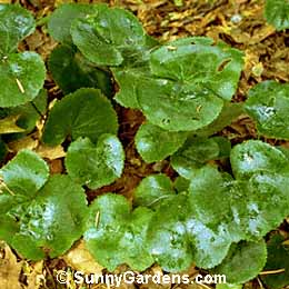 Galax urceolata, Wandflower, Wandplant, Beetleweed