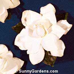 Gardenia