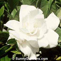 Gardenia jasminoides, Common Gardenia, Cape Jasmine