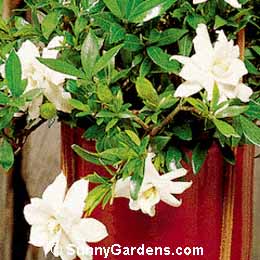 Gardenia jasminoides, Miniature Gardenia