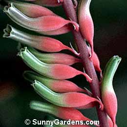 Gasteria acinacifolia, Cow Tongue Cactus, Ox Tongue, Dutch Wings
