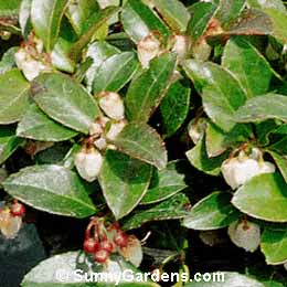 Gaultheria procumbens, Creeping Wintergreen, Checkerberry