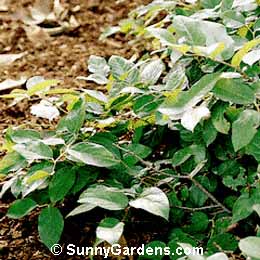 Gaultheria shallon, Salal, Lemon Leaf