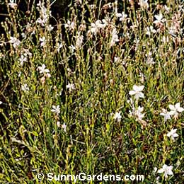 Gaura lindheimeri