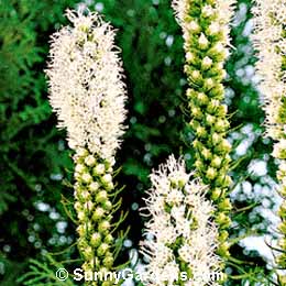 Liatris pycnostachya alba, Kansas Gayfeather, Blazing Star