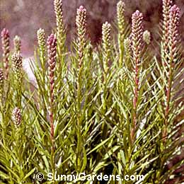 Liatris spicata, Gay-feather Spike, Grayfeather, Blazing Star
