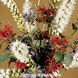Liatris spicata, Gayfeather, Blazing Star