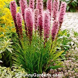 Liatris spicata, Gayfeather, Blazing Star
