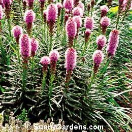 Liatris spicata, Gayfeather Rose, Blazing Star