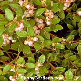Gaylussacia brachycera, Box Huckleberry