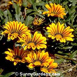 Gazania, Treasure Flower, Gazania