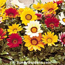 Gazania rigens, Treasure Flower