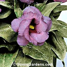 Eustoma grandiflora, Prairie Gentian