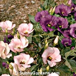 Eustoma grandiflora, Lisianthus