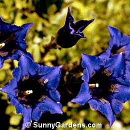 Gentiana acaulis, Trumpet Gentian