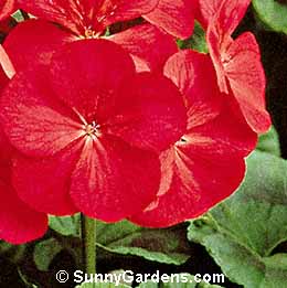 Pelargonium x hortorum, Geranium