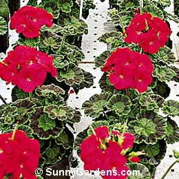 Pelargonium x hortorum, Geranium
