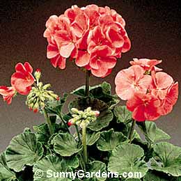 Pelargonium x hortorum, Geranium