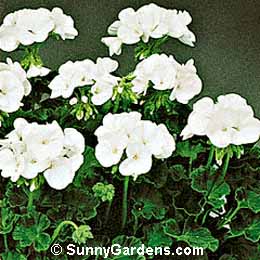 Pelargonium x hortorum, Zonal Pelargonium, Bedding Geranium, Geranium
