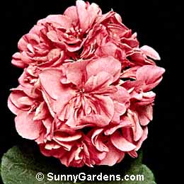 Pelargonium peltatum, Ivy Geranium
