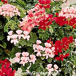Pelargonium peltatum, Ivy-leaved Geranium, Hanging Geranium, Ivy Geranium