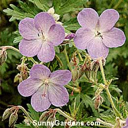Geranium x, Hardy Blue Geranium, Cranesbill