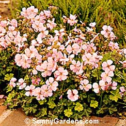 Geranium dalmaticum, Damaltian Cranesbill