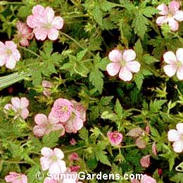 Geranium endressii, Cranesbill