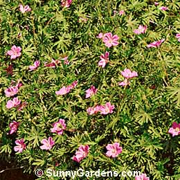 Geranium endressii, Cranesbill