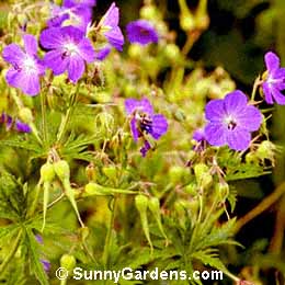 Geranium himalayense, Himalayan Geranium, Geranium grandiflorum