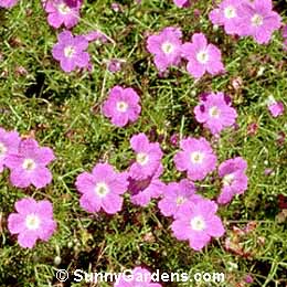 Geranium incanum, Cranesbill