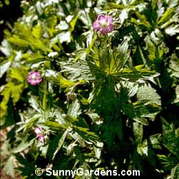 Geranium maculatum, Spotted Geranium