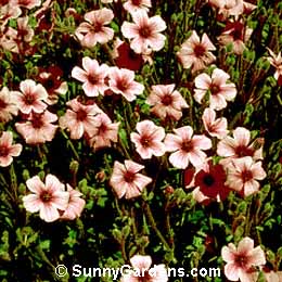 Geranium maderense, Cranesbill