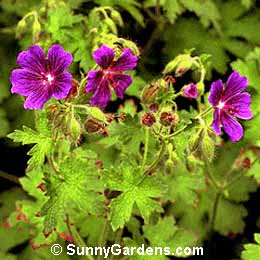Geranium x magnificum, Cranesbill