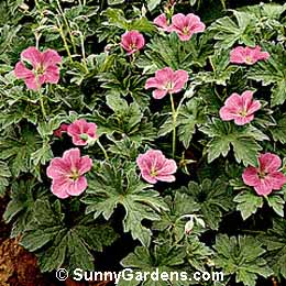 Geranium x oxanianum, Cranesbill