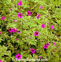 Geranium psilostemon, Armenian Cranesbill, Geranium armenum