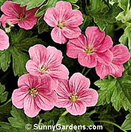Geranium sanguineum, Bloody Cranesbill