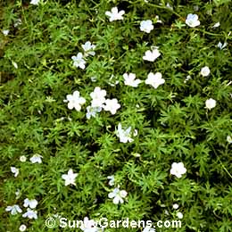 Geranium sanguineum, Cranesbill