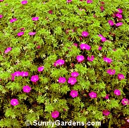 Geranium sanguineum, Cranesbill