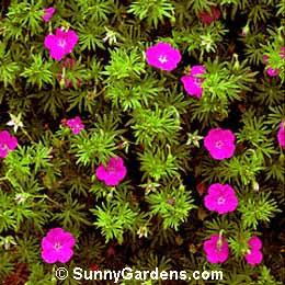 Geranium sanguineum, Bloody Cranesbill, Blood-red Geranium